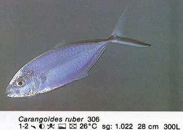 Carangoides ruber